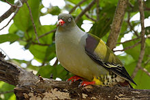 AfricanGreenPigeon