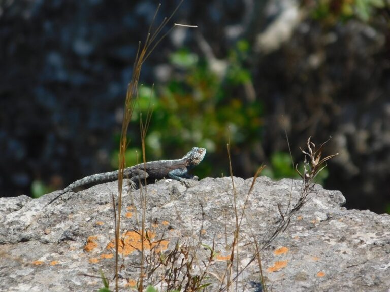 blue headed agama2
