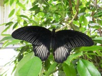 butterfly 1
