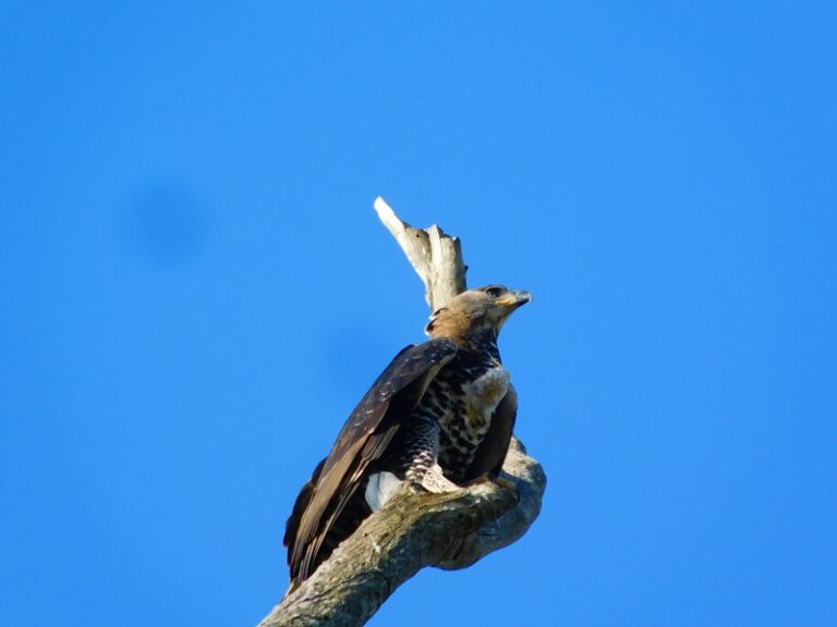 crowned eagle2
