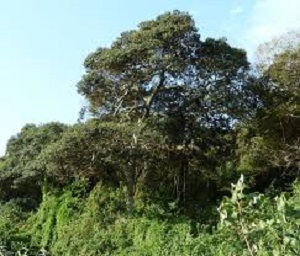 environs