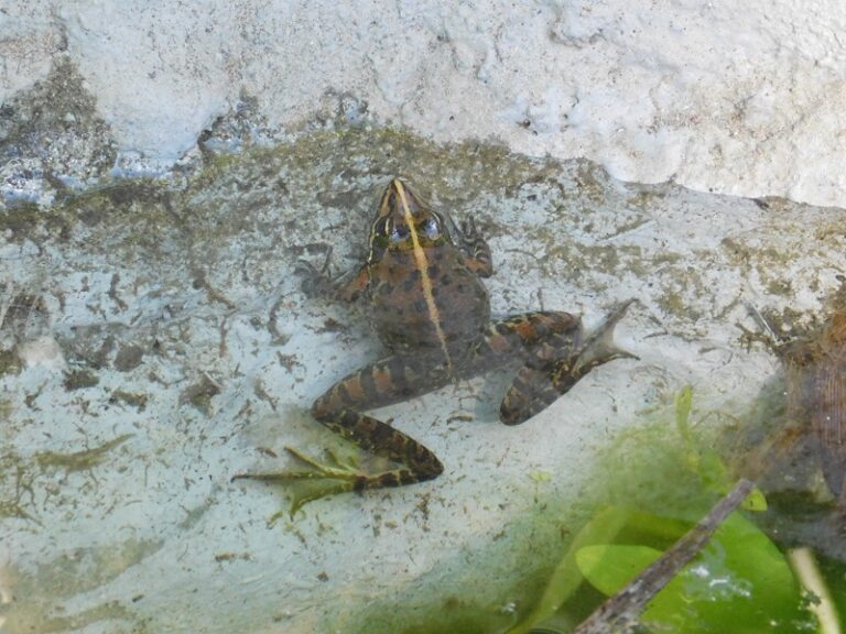 frog11