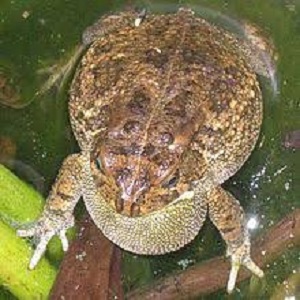gutturaltoad