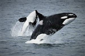 orcaorkillerwhale